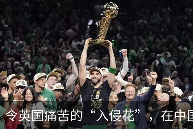 令英国痛苦的“入侵花”，在中国沦为咸菜，吃到人工种植成笑谈